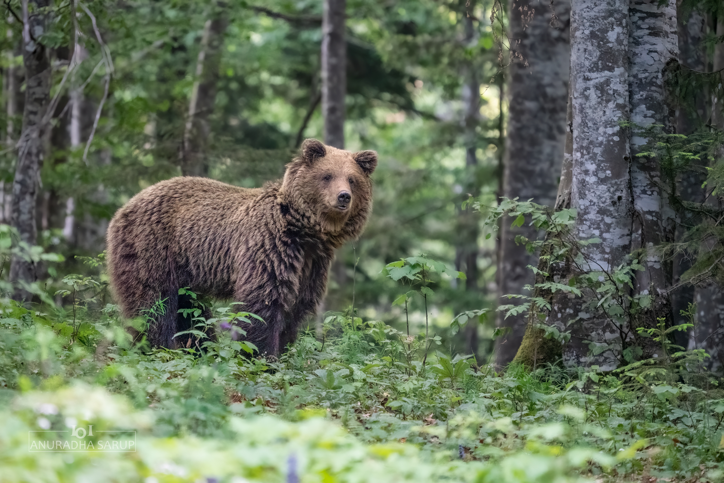Brown Bear, Slovenia (20220521-526)