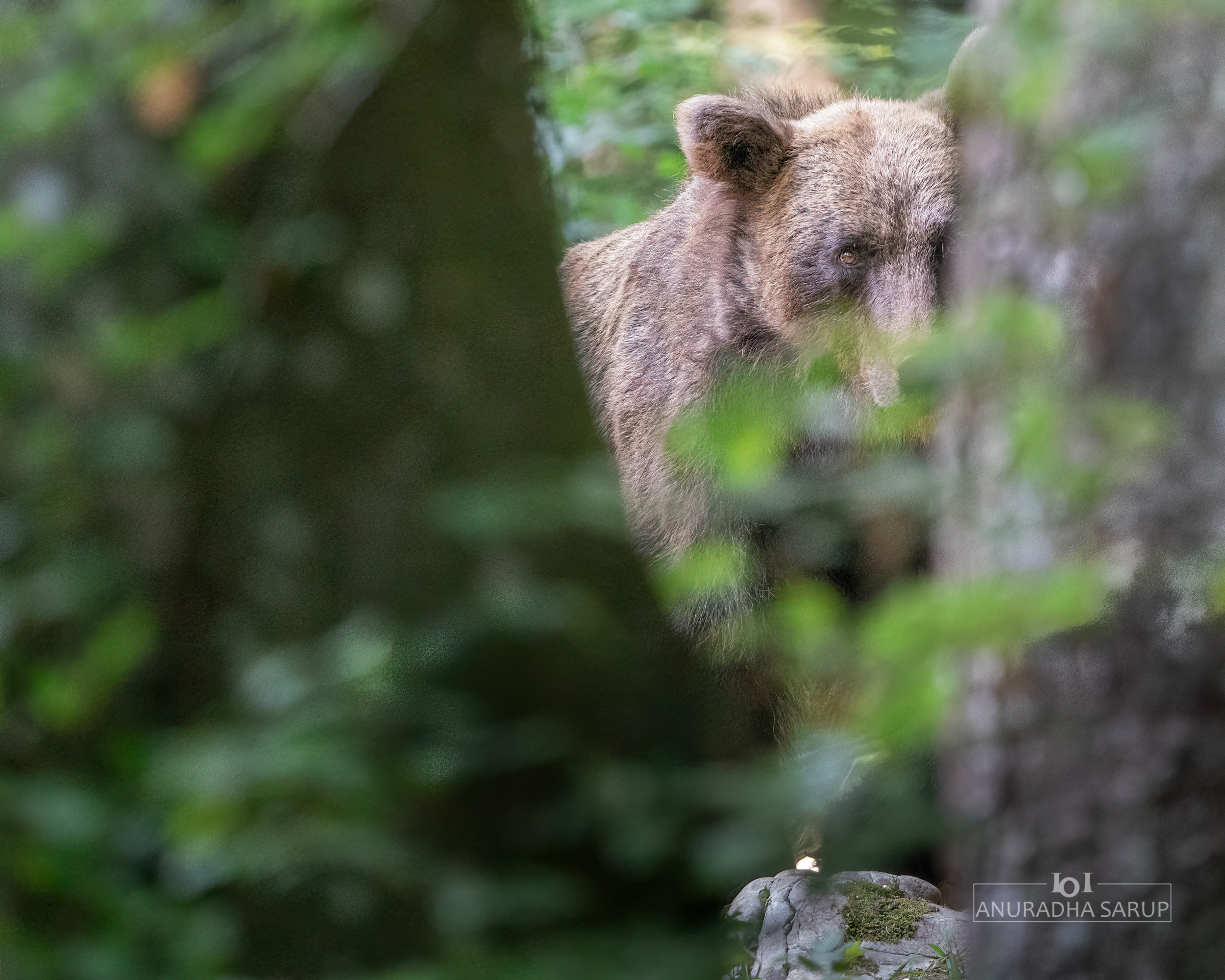 Brown Bear, Slovenia (210730-130)