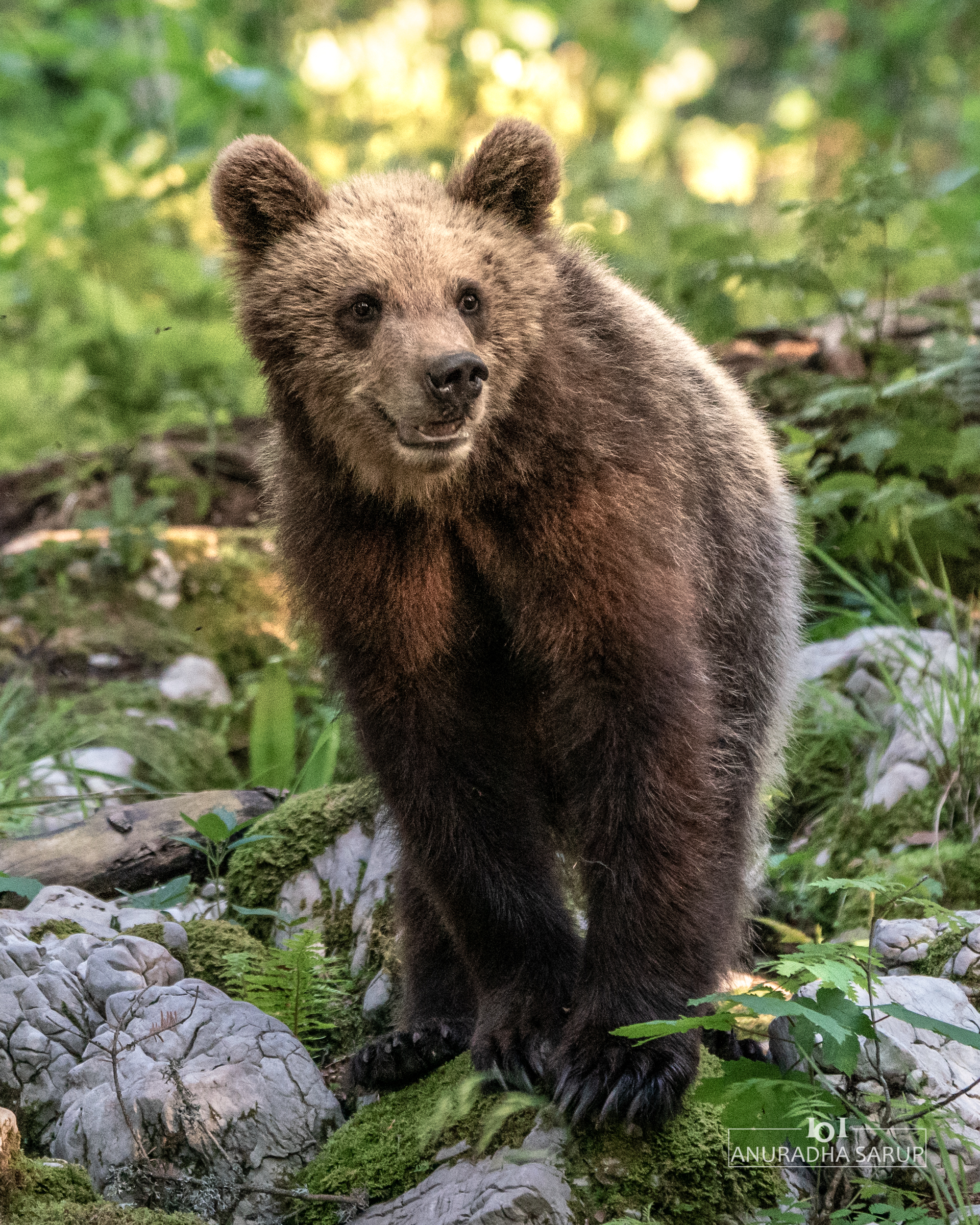 Brown Bear, Slovenia (SL_03165)