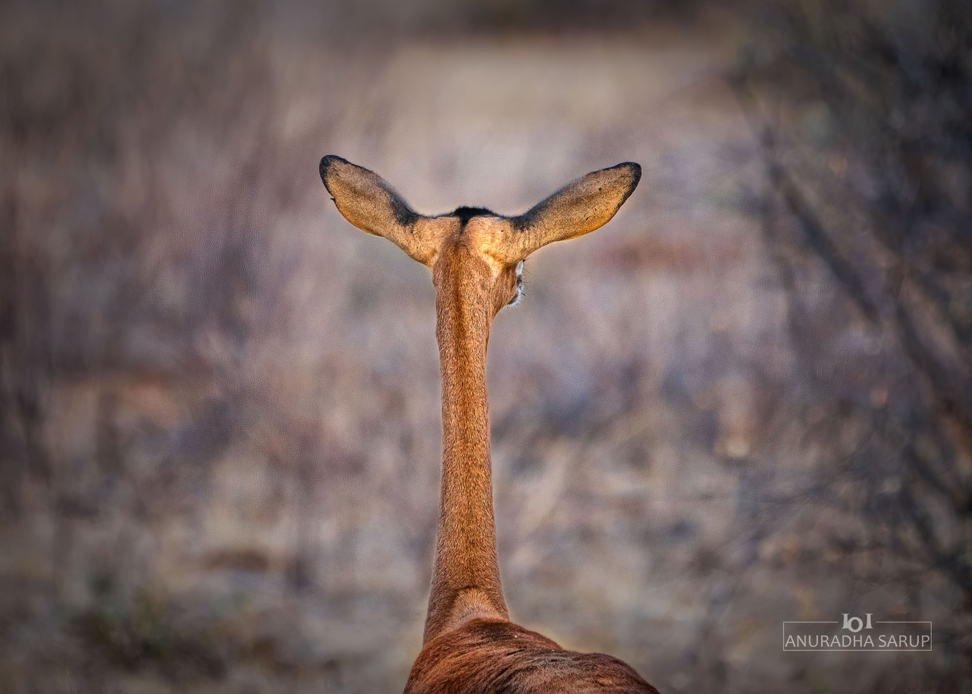 Gerenuk or Giraffe Gazelle, Kenya