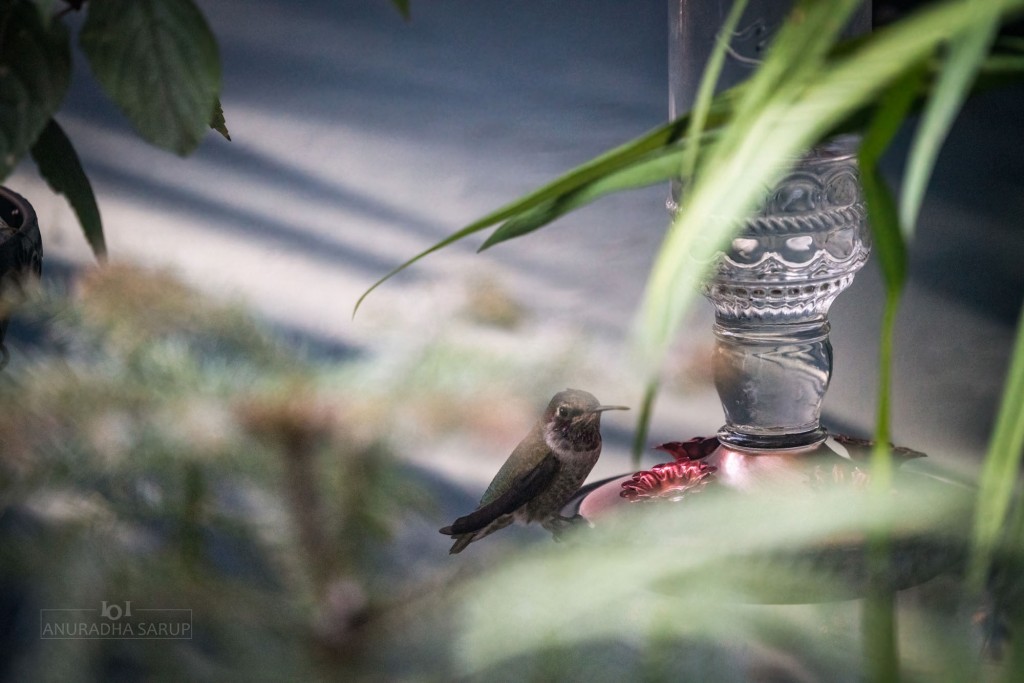 Anna's Hummingbird, California - USA