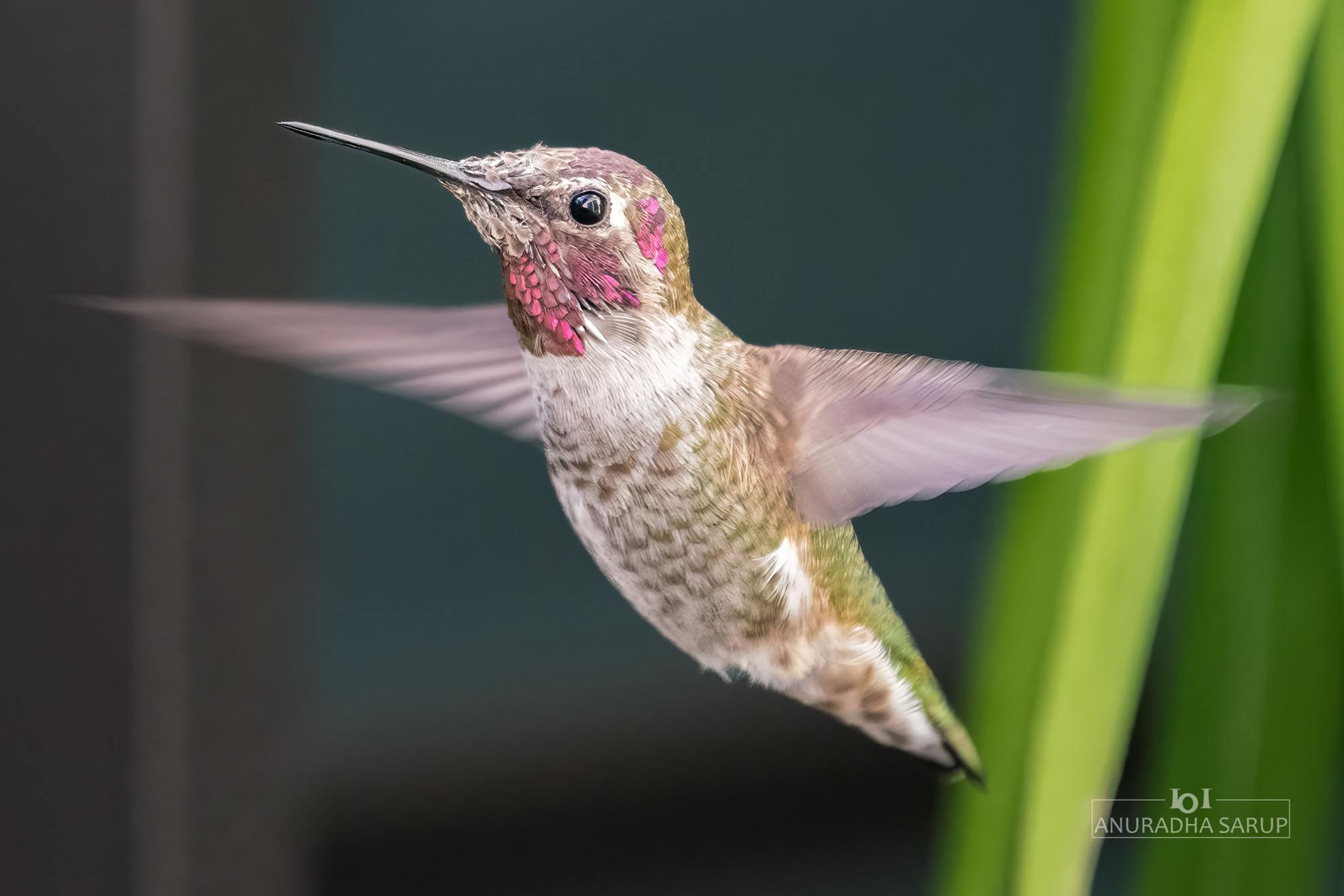 Anna's Hummingbird, California - USA